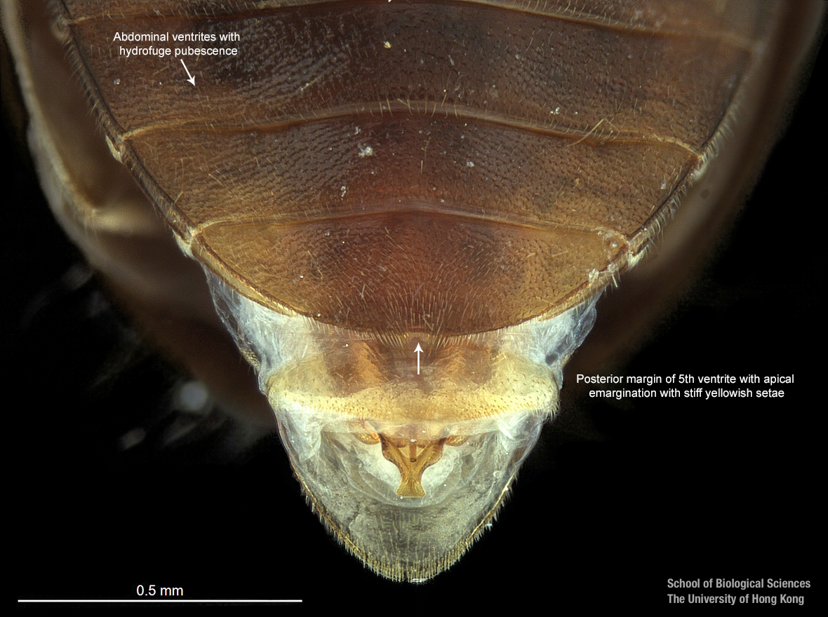 Hind coxal proess and last sternite